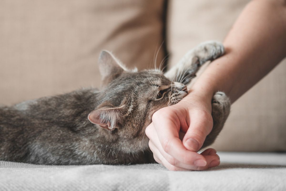 Waspada! Cakaran Kucing Bisa Tularkan Rabies, Begini Pertolongan Pertama Menurut Pakar IPB