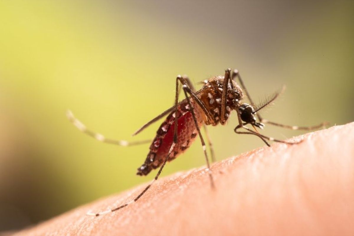 Kasus Chikungunya Melonjak di 2025, Jawa Barat Puncaki Daftar Tertinggi!