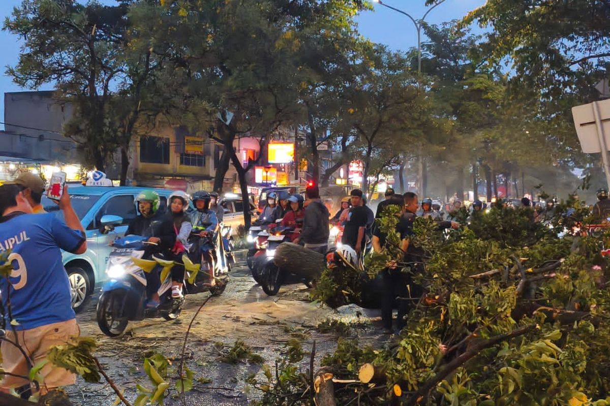 Warga Tangsel Desak Pemkot Pangkas Pohon Rawan Tumbang Demi Keamanan