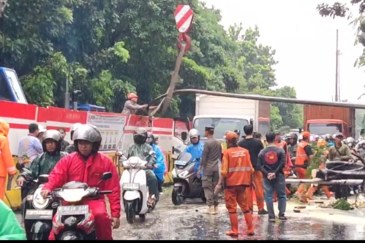 Pohon Tumbang di Jalan DI Panjaitan Picu Kemacetan Parah dan Mobil Ringsek Terlindas