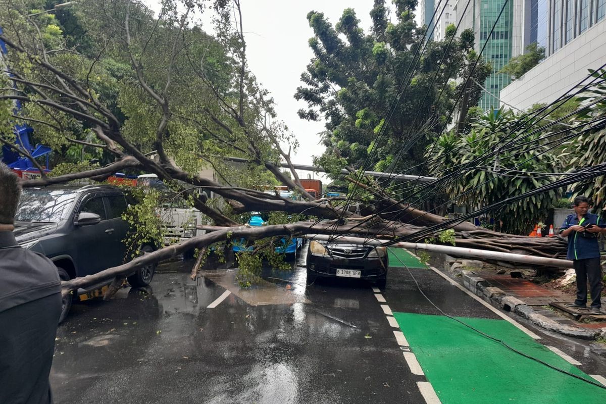 Macet Parah di Jalan Panjaitan Akibat Pohon Tumbang, Pengendara Harap Waspada!